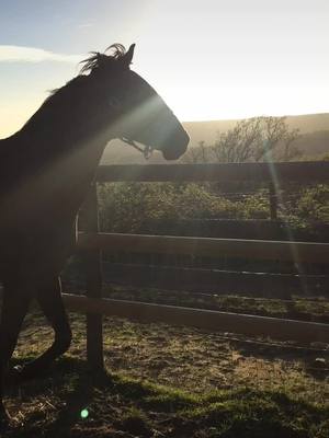 A post by @monojuperoo on TikTok caption: Make each day count 💖 #horsesoftiktok #beautiful #dreamy #ilovehim #aesthetic