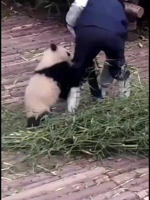 A post by @ilovepannda on TikTok caption: OMG, I'm going crazy😭😭#pandalife #pandananny #foryou