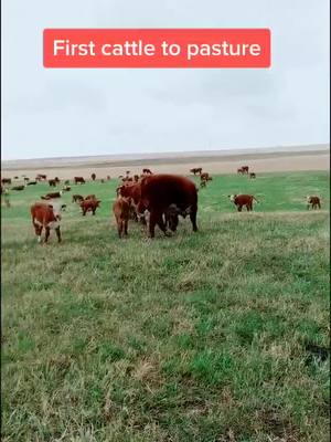 A post by @halnixdorff on TikTok caption: Cattle to Grass. #cattle #rancher #farmer #ranch #farm #cows #beef #agricultre #farmlife #ag #cowboy #ranchlife #ab #sk #mt #foryou #fyp