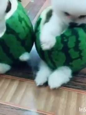 A post by @cutepuppy601 on TikTok caption: #pomeranian_puppy