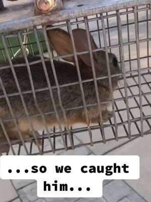 A post by @garrettpenney on TikTok caption: Story of Peter Rabbit. #fyp #foryoupage #wildlife #rabbit #bunny #story #storytime #happyathome