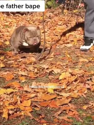 A post by @kamalbains26 on TikTok caption: #bainsbullzcamp #americanbully #sidhumoosewala #tik_tok #tranding #americanbully