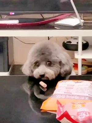 A post by @puppyzaizaihuizai on TikTok caption: Do you think Huizai🐶 is foodie?#cutedogsoftiktok #puppylover #puppydog #foryou #fpypage