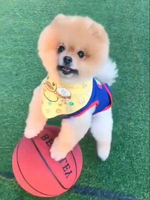 A post by @thegoodlifeofsimba on TikTok caption: What do you think of the game?#puppy #cutedog #basketball##foryou