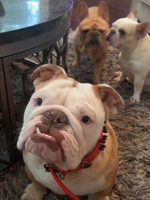 A post by @rg.strange on TikTok caption: 🐶😂 #englishbulldog #bulldog #frenchbulldog #frenchie #dogreaction #dogreactionsound