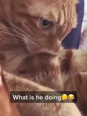 A post by @cici_c7 on TikTok caption: Cat always make us confused 😑 #catsoftiktok #petlover #fyp