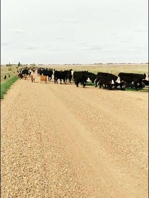 A post by @halnixdorff on TikTok caption: Heterosis is the only free lunch #baldie #hereford #angus #beef #ranch #rancher #farm #farmer #ag #crossbreeding #ranchlife #farmlife #whiteface #fyp