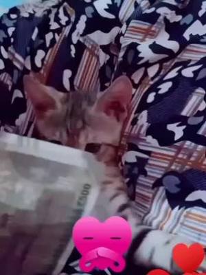 A post by @komalgandhi9 on TikTok caption: #pet_lovers #cattyprincess #catlover