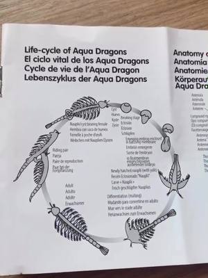 A post by @mini.dragons on TikTok caption: ¡El ciclo de la vida de mis Aqua Dragons! ¡Sígueme para ver su evolución!😱 #xyzbca #aquadragons #seamonkeys