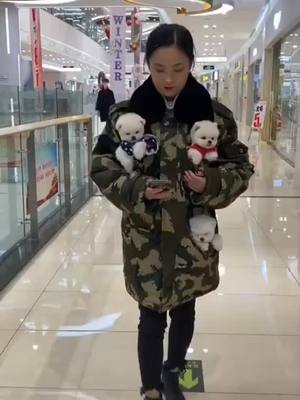 A post by @accompany58 on TikTok caption: #petlovers #funtimes #petfunny #bichon #foryou #tiktokpetlover