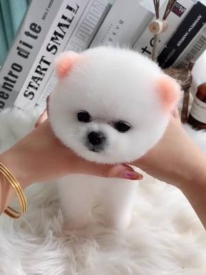 A post by @happiness066 on TikTok caption: So cute 😍😍😍#cute #puppy