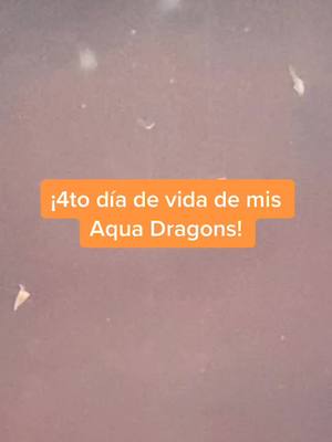 A post by @mini.dragons on TikTok caption: ¡No puedo creer cómo han crecido en solo 4 días! Sígueme para ver su crecimiento desde el primer día 😱 #xyzbca #aquadragons #seamonkeys