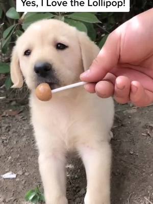 A post by @pethusiast on TikTok caption: Feeding a Puppy that Abandoned by Her Owner. #doglover #PetsOfTikTok #dogsoftiktok #pets