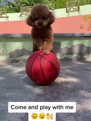 A post by @pethusiast on TikTok caption: Teddy: The Toy is So Fun, Let's Play Together!?🐕🐕🐕😊#dogsoftiktok #PetsOfTikTok #doglover #petlover