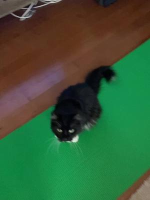 A post by @bennie_boy0317 on TikTok caption: Was dead asleep until I whipped out the yoga mat 🙄##angryfloof #bennie #catsoftiktok #PetsOfTikTok