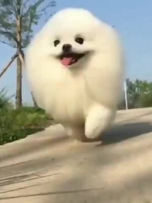 A post by @puppiesnet on TikTok caption: Happiest little floof ball 😍Breaking news: local cloud runs around neighborhood curing people's sadness ❤️