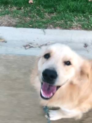 A post by @doug.the.dawg on TikTok caption: Just the happiest 😄#PetsOfTikTok #cutedogs #dog #goldenretriever