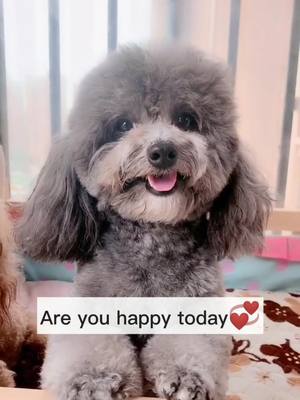 A post by @puppyzaizaihuizai on TikTok caption: A happy day💝#lovedogs #cutedogsoftiktok #puppy#reply #fpypage #foryou