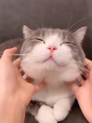 A post by @pethusiast on TikTok caption: I Love the smile so much! What about you? 😍😍😍#cats #catsoftiktok #petlife #pets #PetsOfTikTok #petlover