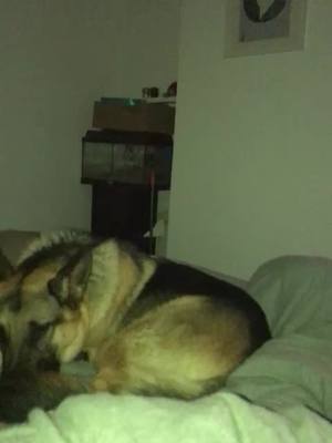 A post by @tuckerw_gsd on TikTok