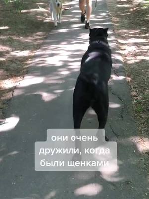 A post by @frida.corso on TikTok caption: #собачьялюбовь