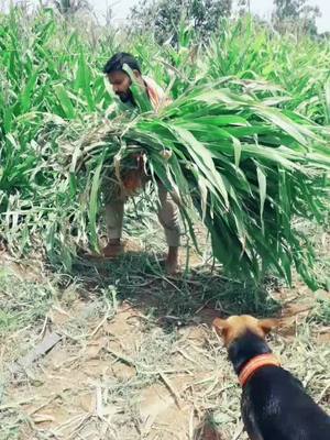 A post by @chirugoogly1993 on TikTok caption: #village #villagelife #kannadatiktok #foryou #foryoupage