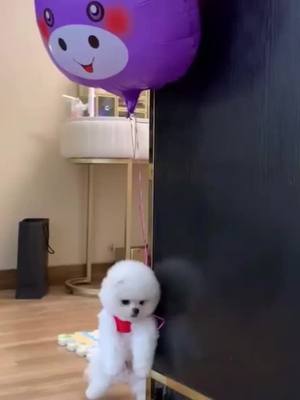 A post by @youpets on TikTok caption: #foryou #scare #parenting #likeachamp