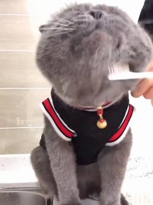 A post by @hallobaby88 on TikTok caption: #foryourpage #foryou #cute #perte #pet #gatto #cat