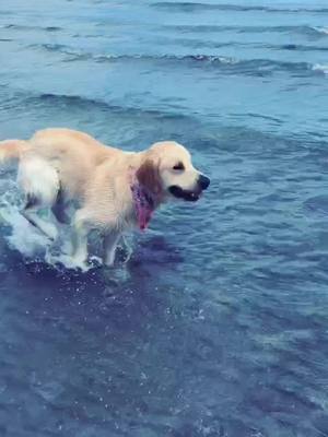 A post by @thelifeofbandcconnolly on TikTok caption: back at my happy place 🌞🌊#beachvibes #summerbody #foryoupage #goldenretriever