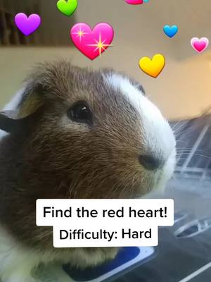 A post by @faigulle_holt on TikTok caption: Did ya find it? #peanutshypehouse #guineapig #animals #foryoupage #fyp