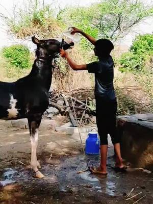 A post by @vishal_mundhava8845 on TikTok caption: #jaydvarkadhish #jaythakar #horseriding #horse #👑🐴