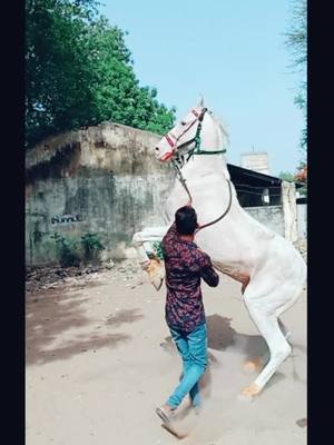 A post by @sejadpathan1 on TikTok caption: ❤️❤️❤️😘😘😘🤩🐎