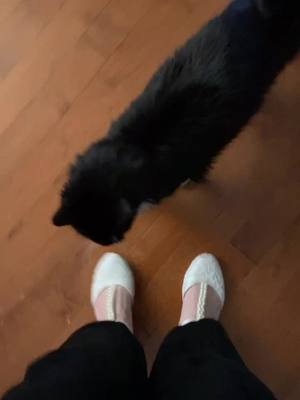 A post by @bennie_boy0317 on TikTok caption: Breaking in the wedding shoes by annoying the cat #bennie #angryfloof #catsoftiktok #PetsOfTikTok