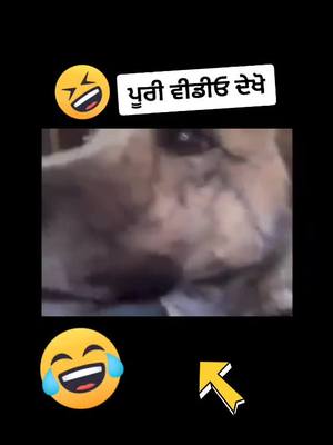 A post by @vishal_brouli on TikTok caption: 😂😂 ਪੂਰੀ ਵੀਡੀਓ ਦੇਖੋ ਜੀ#ਪੰਜਾਬੀ #punjabicomedyvideo #pindawale #pb65makerz #foryou #foryoupage #trending #tiktokindia #SwagStepChallenge #vishalbrouli