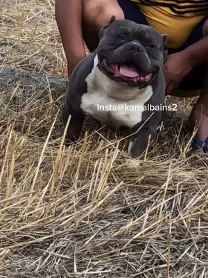 A post by @kamalbains26 on TikTok caption: Star putt apna Petrus top producer of Bains Bullz camp location hoshiarpur #bainsbullzcamp #americanbully #doglover #karnajula #sidhumoosewala