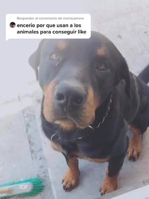 A post by @hunterelgalan on TikTok caption: Responder a @mariacamare no lo uso 😶😶#foryour #zxycba #parati #animals #noalmaltaroanimal #foryou #foryou