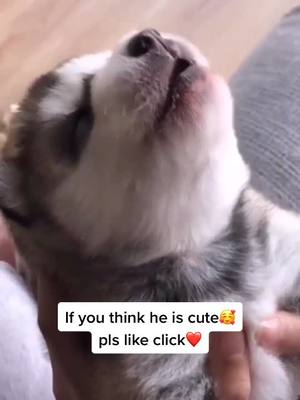 A post by @cici_c7 on TikTok caption: A new born Stark 🐺 #fyp #petlover #dogsoftiktok #fouyou