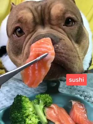 A post by @hallobaby88 on TikTok caption: sushi🍣#foryou #perte #foryourpage #pet #cane #dogs #cute #dog #animali #loveyou #pfy #小狗 #狗