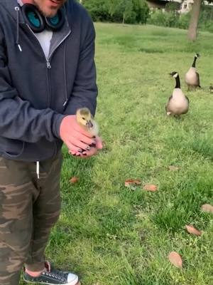 A post by @tonyjones757 on TikTok caption: Fun fact: Ducks are free #fyp #goose #ducks #mywayorthehighway #upcycling #foryoupage