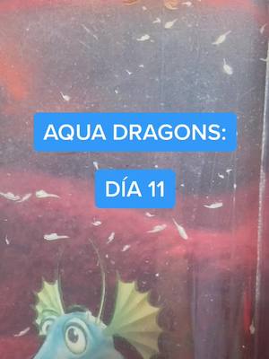 A post by @mini.dragons on TikTok caption: Hace solo 11 días estos pequeños eran huevos diminutos. ¡Crecen a un ritmo increíble! 😍 ¡Sígueme para ver su evolución! #xyzbca #aquadragons