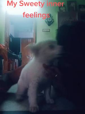 A post by @palnadupuli on TikTok caption: lockdown over little free #police #mypet #ShareTheCare #handwashchallenge #lifebuoykarona #swagstepchallenge #coronavirus #goviral #palnaduboys #video