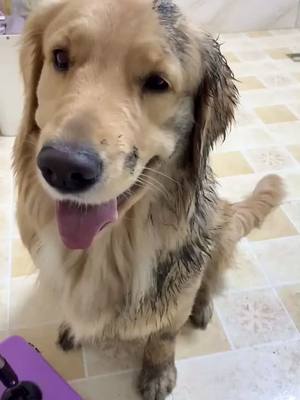 A post by @tobi1tobi on TikTok caption: #tiktokliebe #hundliebe #doglove