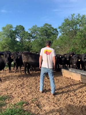 A post by @cassielou4 on TikTok caption: Gotta keep the girls in line 🖤#cowsoftiktok #angus