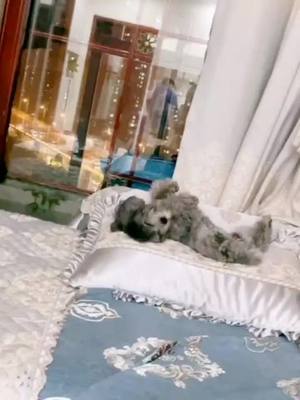 A post by @puppyzaizaihuizai on TikTok caption: 🤫Sleep#puppy #lovedogs #cutedogsoftiktok #sleep #foryou #fpypage