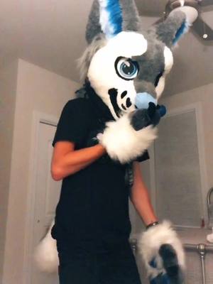 A post by @rexthefur on TikTok caption: Getting deleted later. Trying to get back to making tik toks. Forgot how fun a tail is! #furry #furryfandom #fyp