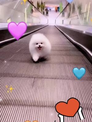 A post by @petcutedog on TikTok caption: See me running towards you😁! Are u still waiting for me?❤#NotOneThing #BestFriendDay #funny #foryou