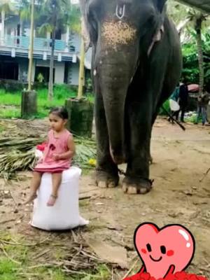 A post by @sudheesh0090 on TikTok caption: കുഞ്ഞു മനസ്സിലെ ആനപ്രേമം😘✌😘