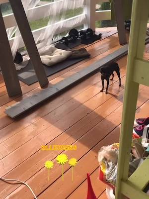 A post by @manyatoy on TikTok caption: #manyatoy #питомцы #funnydog #милота #тойтерьер #funnyvideos #смешныесобаки #smile #funnyanimals #haha #funny #лучшее #allergy