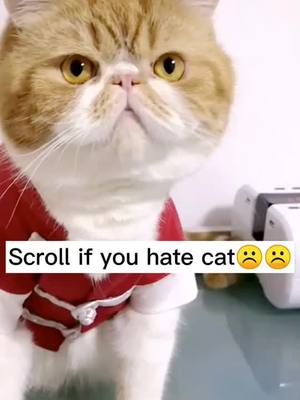 A post by @petpet79 on TikTok caption: Do you hate cat 🐱??   #cat #petlover #tiktok #fyp #friend