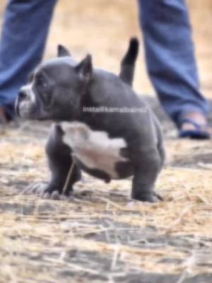 A post by @kamalbains26 on TikTok caption: All dogs re part of bains Bullz camp location hoshiarpur PUNJAB 9988221612#imnotamodel #bainsbullzcamp #americanbully #doglover #tranding